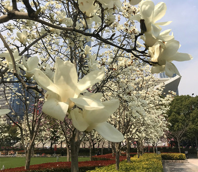 春暖花開，魔都游產(chǎn)品豐富多彩 入境旅游業(yè)務(wù)厚積薄發(fā)